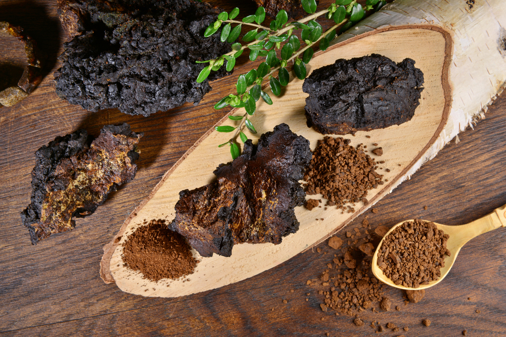 Chaga