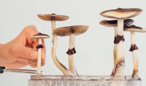 Gyógygomba ízületekre | Gyulladáscsökkentés és fájdalomcsillapítás természetesen